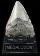 Bargain, Megalodon Tooth - North Carolina #54897-2